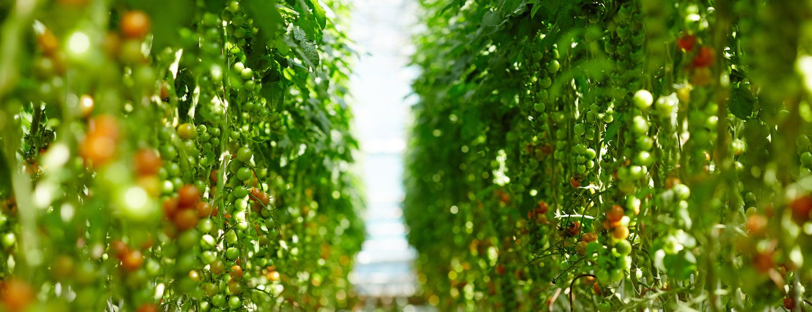 Agro San Isidro S.A.