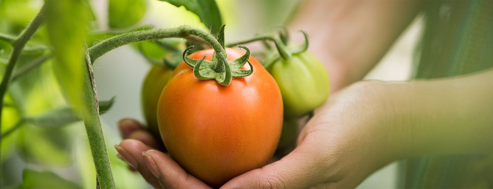 Agro San Isidro S.A.