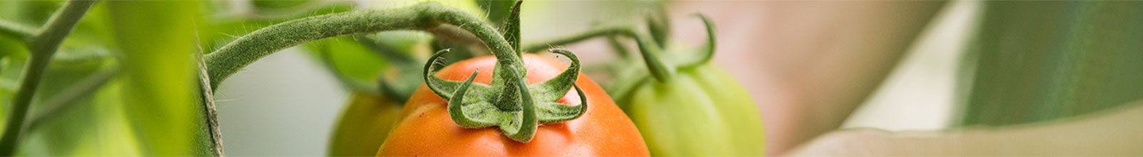 Agro San Isidro S.A.